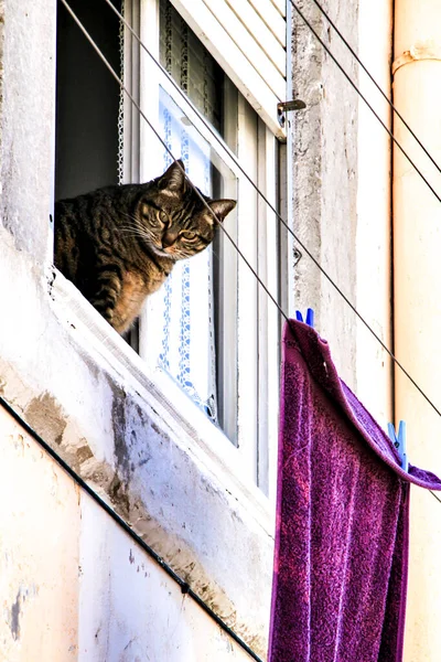 Kočka Vykloněná Okna Starého Domu Lisabonu — Stock fotografie