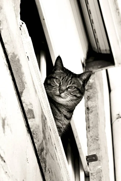 Cat Leaning Out Window Old House Lisbon — Stock Photo, Image