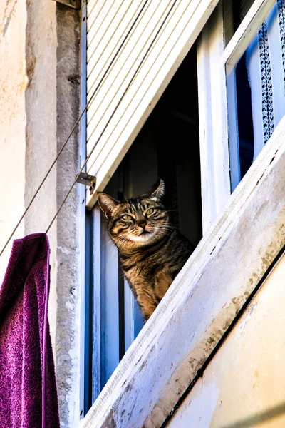 Кішка Визирнула Вікна Старого Будинку Лісабоні — стокове фото