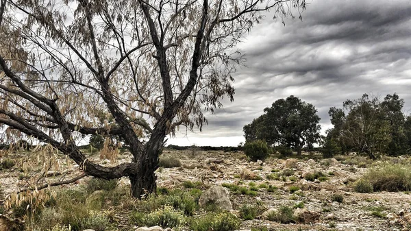 Landelijk Landschap Met Bewolkte Lucht Inheemse Struiken Naaldbomen Alicante Spanje — Stockfoto