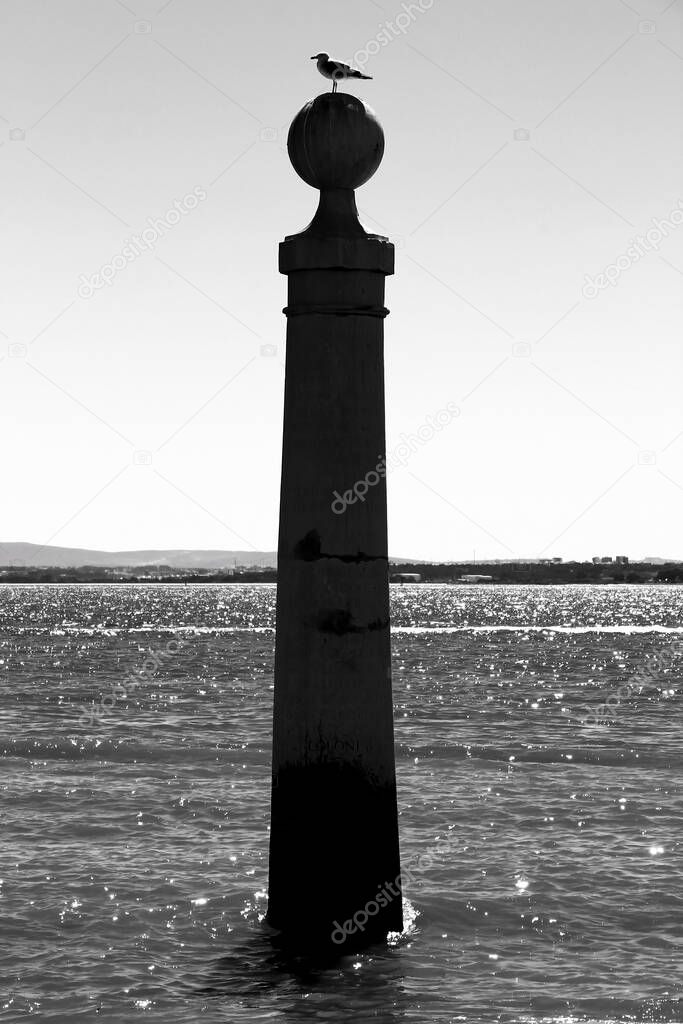 Pillar of Do Comercio square on the banks of the Tagus River in Lisbon in a sunny day of spring. Segull on the top.
