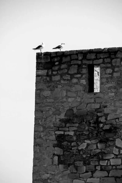 Gabbiani Sulla Parete Della Torre Tamarit Circondati Lagune Sale Santa — Foto Stock