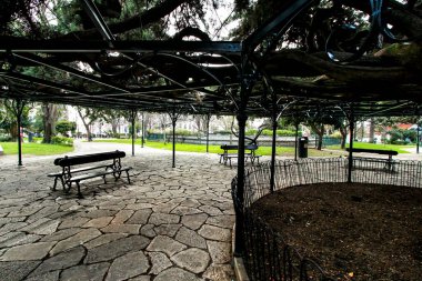 Lizbon 'daki Principe Real Garden' da güzel ve eski dev bir sedir ağacı.