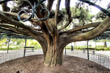 Lizbon 'daki Principe Real Garden' da güzel ve eski dev bir sedir ağacı.