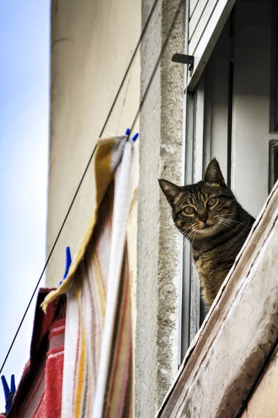 一只猫从里斯本一幢老房子的窗户探出头来 — 图库照片