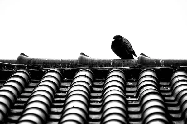 Schwarze Taube Steht Auf Dach Lissabon Portugal — Stockfoto