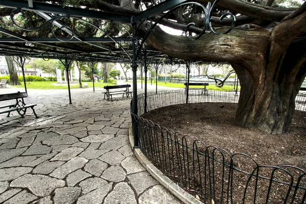 Bonito Antigo Cedro Gigante Príncipe Real Garden Lisboa — Fotografia de Stock