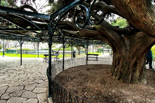 Bonito Antigo Cedro Gigante Príncipe Real Garden Lisboa — Fotografia de Stock