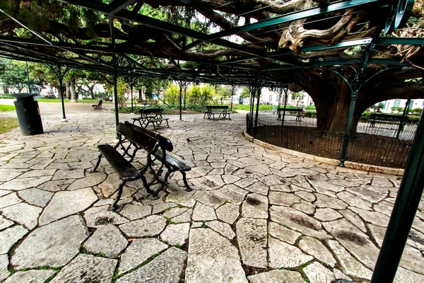 Hermoso Antiguo Cedro Gigante Principe Real Garden Lisboa —  Fotos de Stock