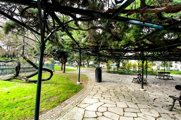 Hermoso Antiguo Cedro Gigante Principe Real Garden Lisboa —  Fotos de Stock