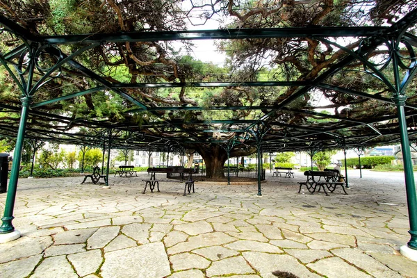 Schöne Und Uralte Riesenzeder Principe Real Garden Lissabon — Stockfoto
