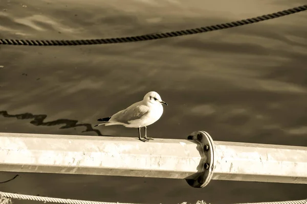 Gaviota Tomando Sol Paseo Marítimo Día Soleado — Foto de Stock