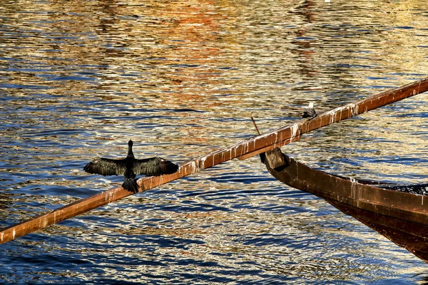 Όμορφη Μαύρη Κορμοράνος Ηλιοθεραπεία Και Ανάπαυσης Στις Όχθες Του Ποταμού — Φωτογραφία Αρχείου