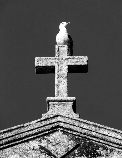 Mouette Perchée Sommet Une Croix Pierre Sur Façade Une Église — Photo