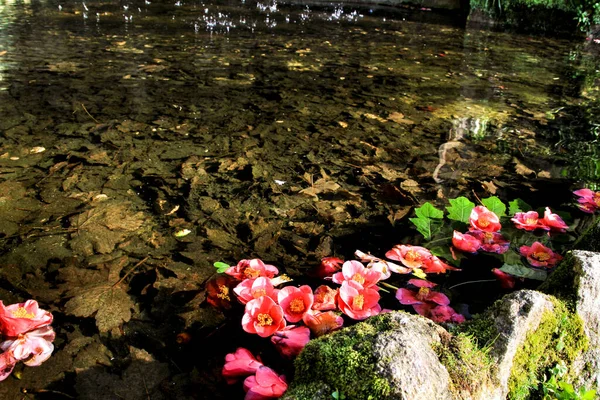 Pink Camellias Floating Waters Pond — Stock Photo, Image