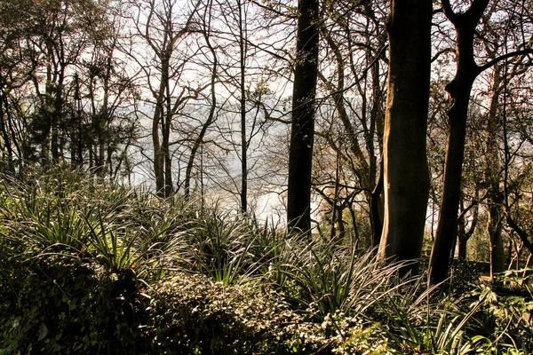 Oporto Portogallo Gennaio 2020 Splendidi Idilliaci Giardini Palazzo Cristallo Oporto — Foto Stock