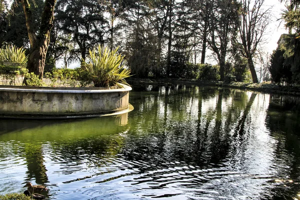 Porto Portugal Janeiro 2020 Lagoa Bonita Com Patos Idyllic Crystal — Fotografia de Stock