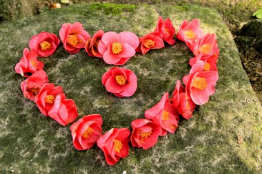 Gri taşın üzerine kalp şeklinde pembe çiçekler serilmiş.