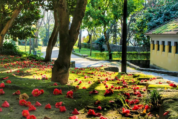 Oporto Portugal Januari 2020 Bodem Met Mos Roze Camellia Mantel — Stockfoto