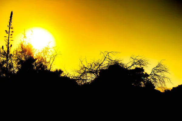 Landelijk Landschap Met Autochtone Struiken Naaldbomen Bij Zonsondergang Alicante Spanje — Stockfoto