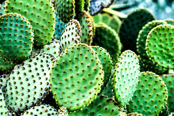 Färgglada Opuntia Microdasys Kaktus Växt Berget — Stockfoto