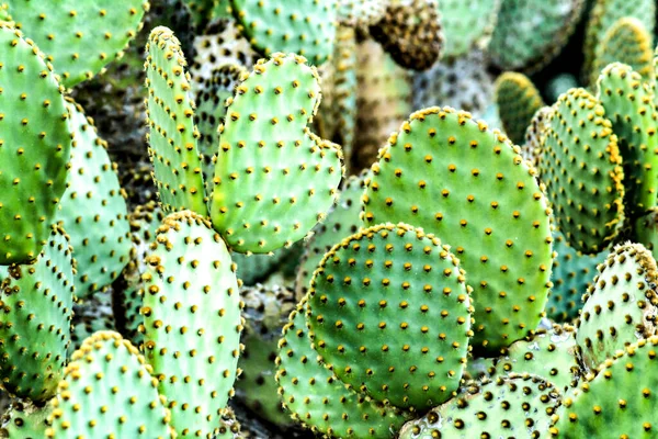 Färgglada Opuntia Microdasys Kaktus Växt Berget — Stockfoto