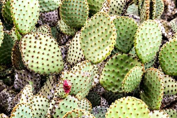 Färgglada Opuntia Microdasys Kaktus Växt Berget — Stockfoto