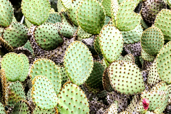 Színes Opuntia Microdasys Kaktusz Növény Hegyekben — Stock Fotó