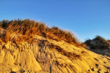 Aveiro, Porto, Portekiz 'de kum tepeleri ve çalıları olan güzel bir sahil.