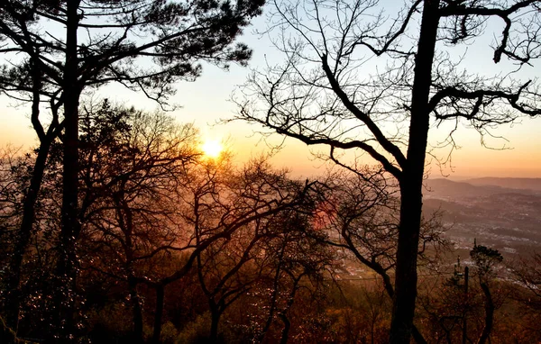 Лес Колоссальными Скальными Формациями Величественными Деревьями Мягкими Солнечными Лучами Заповеднике — стоковое фото