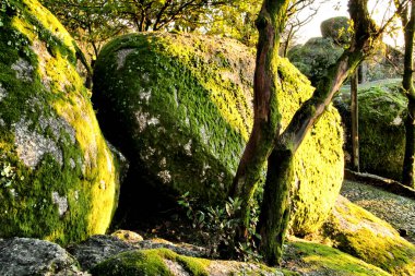 Portekiz, Guimaraes 'deki Penha Mabedi' nde muazzam kaya oluşumları ve yumuşak güneş ışınları olan görkemli ağaçlara sahip güzel yapraklı orman.