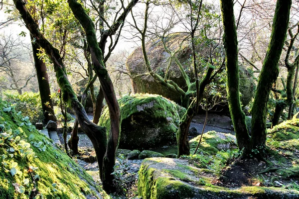 Bela Floresta Frondosa Com Formações Rochosas Colossais Árvores Majestosas Com — Fotografia de Stock