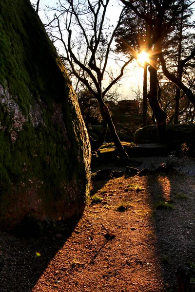 Bela Floresta Frondosa Com Formações Rochosas Colossais Árvores Majestosas Com — Fotografia de Stock