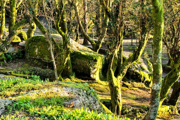 Bela Floresta Frondosa Com Formações Rochosas Colossais Árvores Majestosas Com — Fotografia de Stock