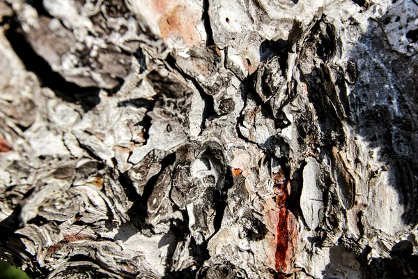Beautiful Pine Bark Texture Lichen Resin Forest — Stock Photo, Image