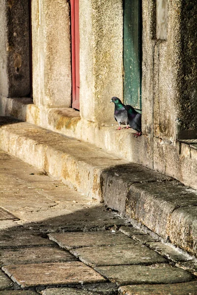 Tauben Sonnen Sich Auf Der Steintreppe Eines Portals Porto Portugal — Stockfoto