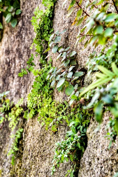 Vegetasi Tumbuh Antara Batu Batu Dari Latar Belakang Dinding — Stok Foto