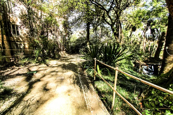 stock image Leafy and green gardens with large trees at the Botanical Garden of Lisbon