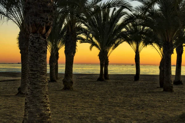 Strand Oase Zonsondergang Bij Levante Strand Santa Pola Alicante Spanje — Stockfoto