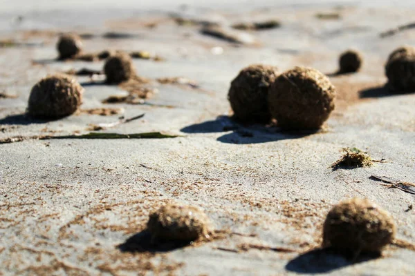Суха Океанічна Позідонія Морські Водорості Кульки Пляжі Піщана Текстура Сонячний — стокове фото
