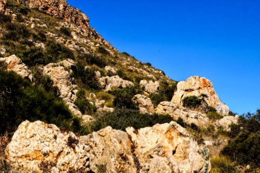 Alicante sahilindeki kayalıklarda bitki örtüsü