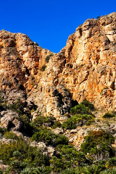 Vegetation Den Klippen Der Küste Von Alicante — Stockfoto