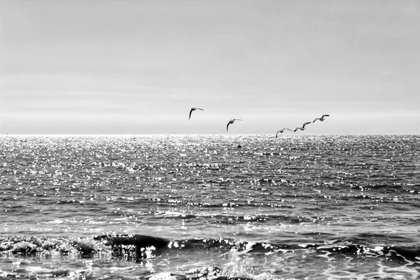 朝になると海岸の鳥は — ストック写真