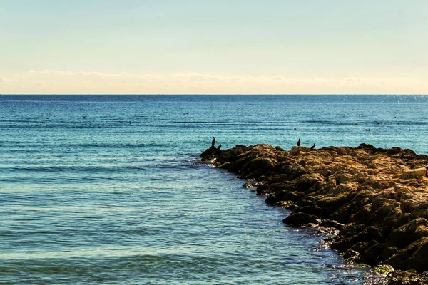 Cormorans Noirs Sur Brise Lames Côte Santa Pola Alicante Espagne — Photo