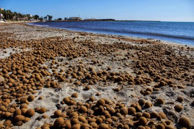 İspanya 'nın Santa Pola kentindeki fırtınadan sonra Oceanic Posidonia kıyıda kalmaya devam ediyor