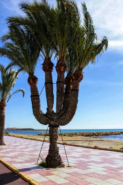Vacker Fem Armad Palm Strandpromenaden Santa Pola Alicante — Stockfoto