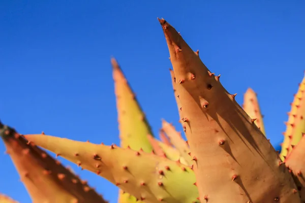 Aloe Ferox Növény Kék Alatt Nyáron — Stock Fotó