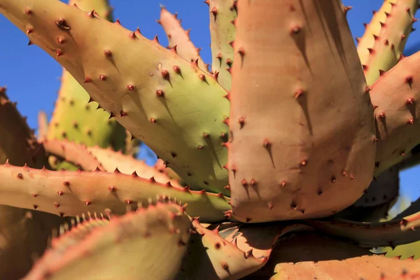 Aloe Ferox Växt Blå Himmel Sommaren — Stockfoto