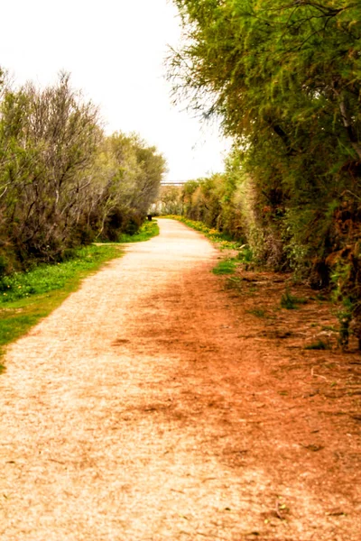 Путь Между Растительностью Облачный День Санта Поле Испания — стоковое фото
