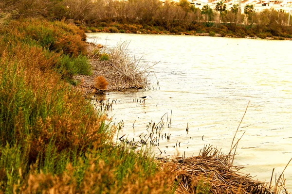 Mokřady Santa Pola Zamračeném Zimním Dni Santa Pola Pozadí — Stock fotografie